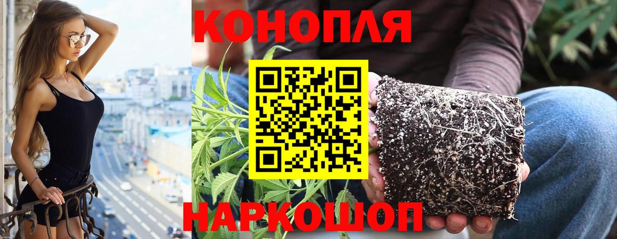 Конопля план Видное